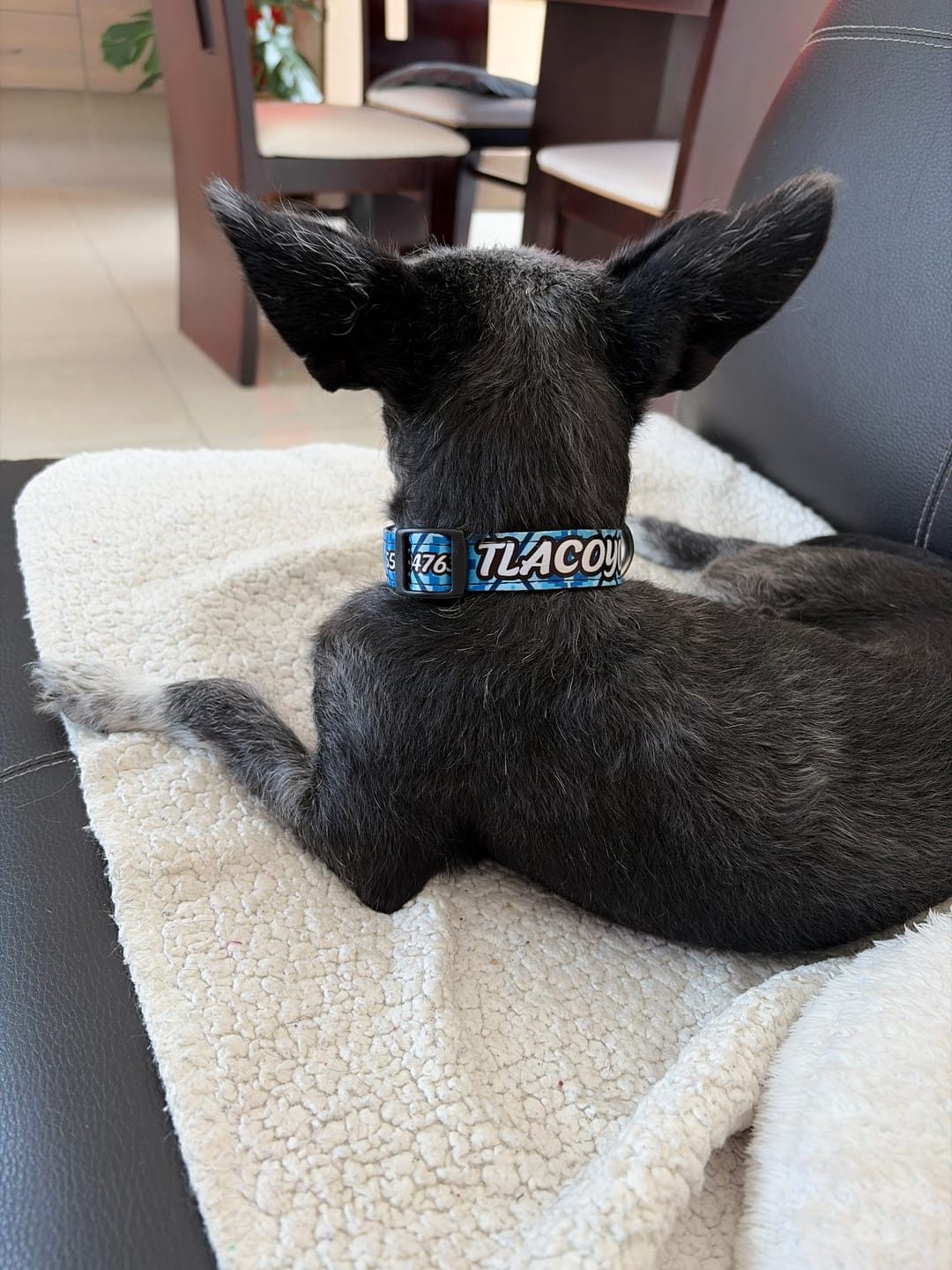 Customer photo review of Collar personalizado: Mandala