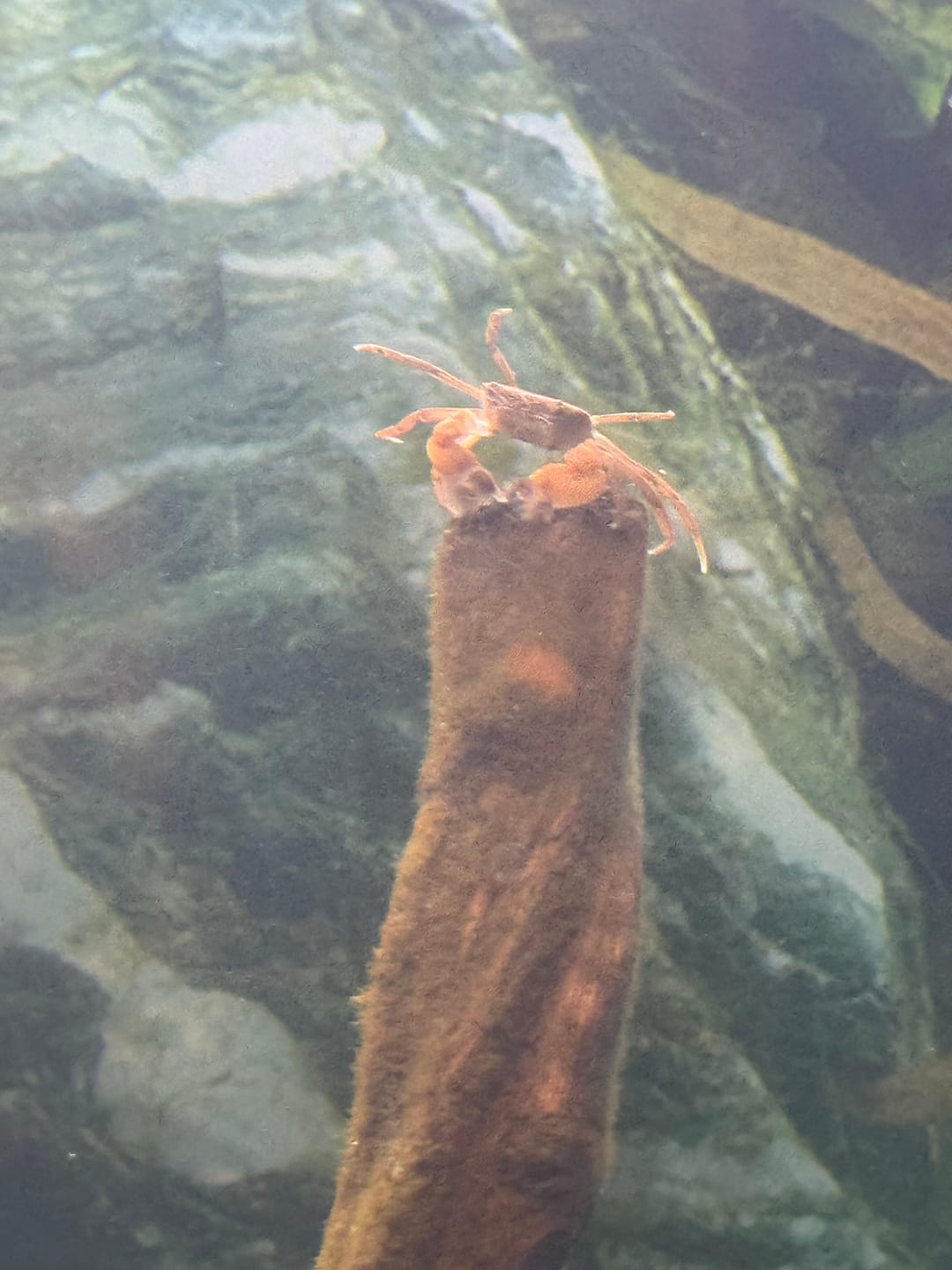 Customer photo review of Freshwater Pom Pom Crab (Ptychognathus barbatus)