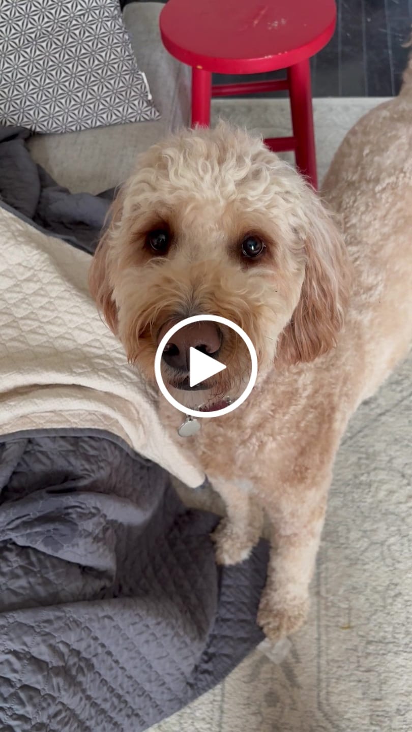 Customer video review of 12 Inch Jumbo Bully Stick