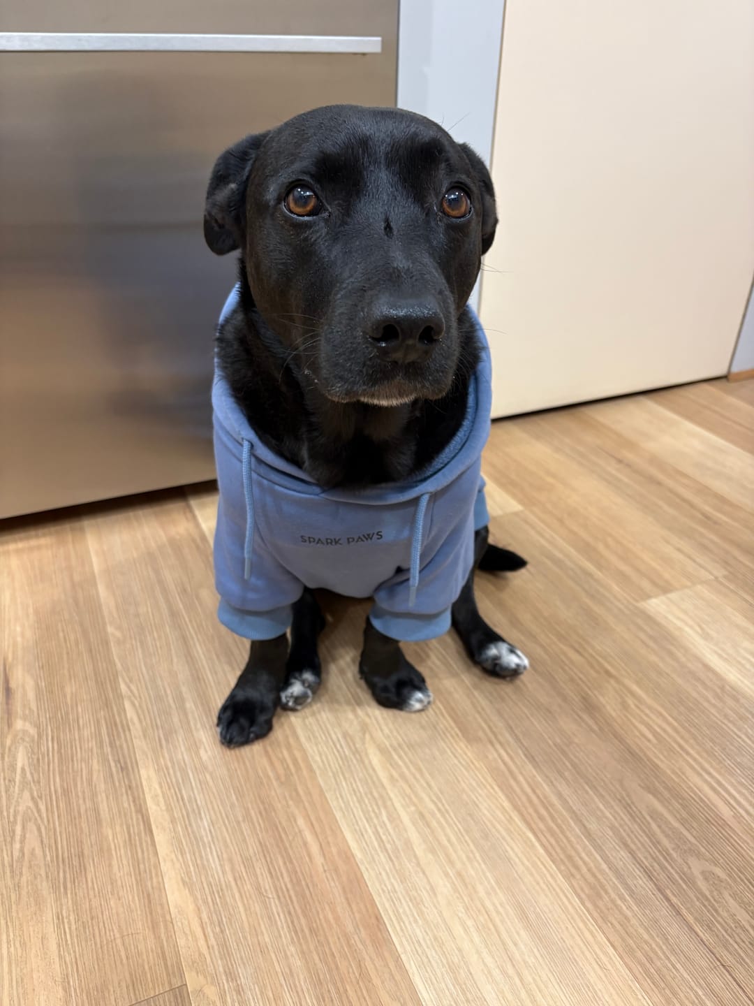Customer photo review of Essential Dog Hoodies