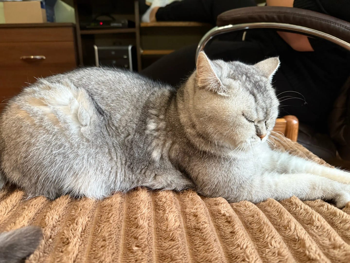 Customer photo review of Double-Sided Dog Dematting Comb & Deshedding Tool for Dogs & Cats