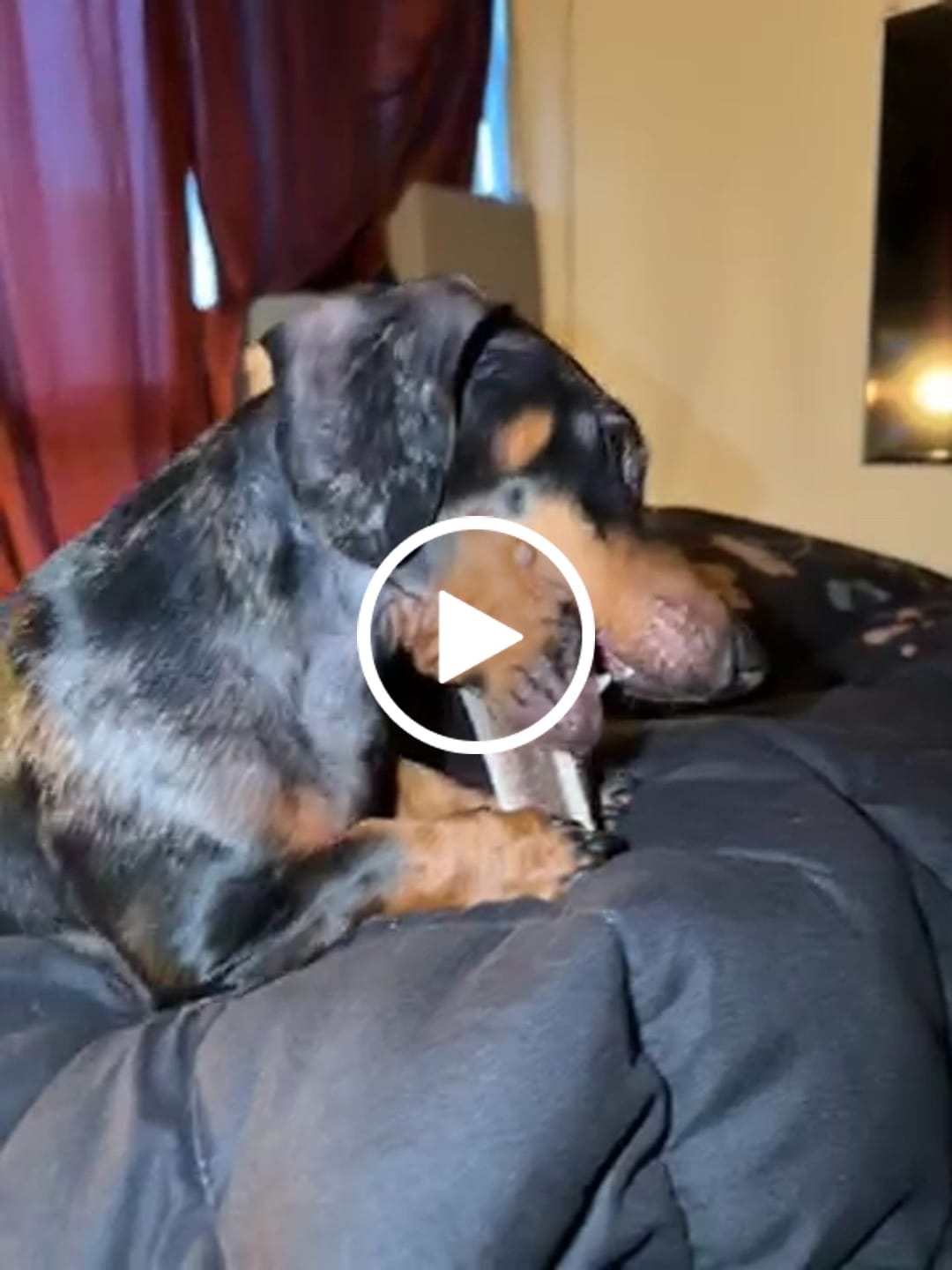 Customer video review of Asta de ciervo para perros - Principiante