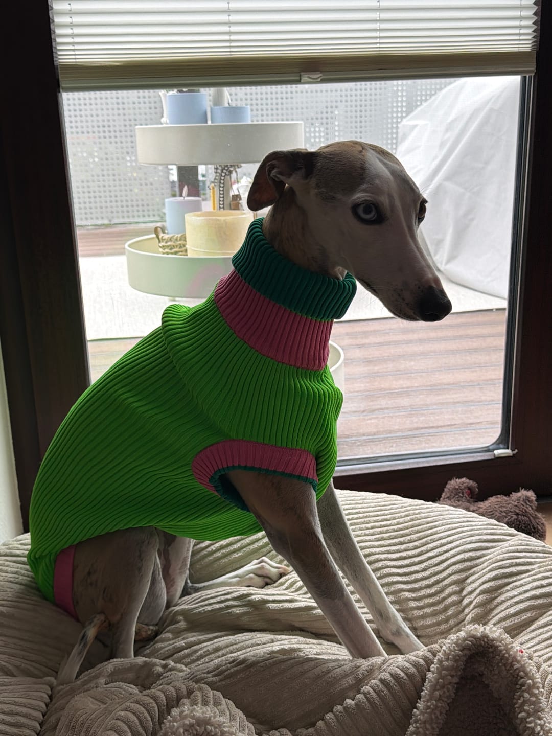 Customer photo review of THE GLOW JUMPER 2.0 - Neon Hundepullover - (Watermelon Crush)