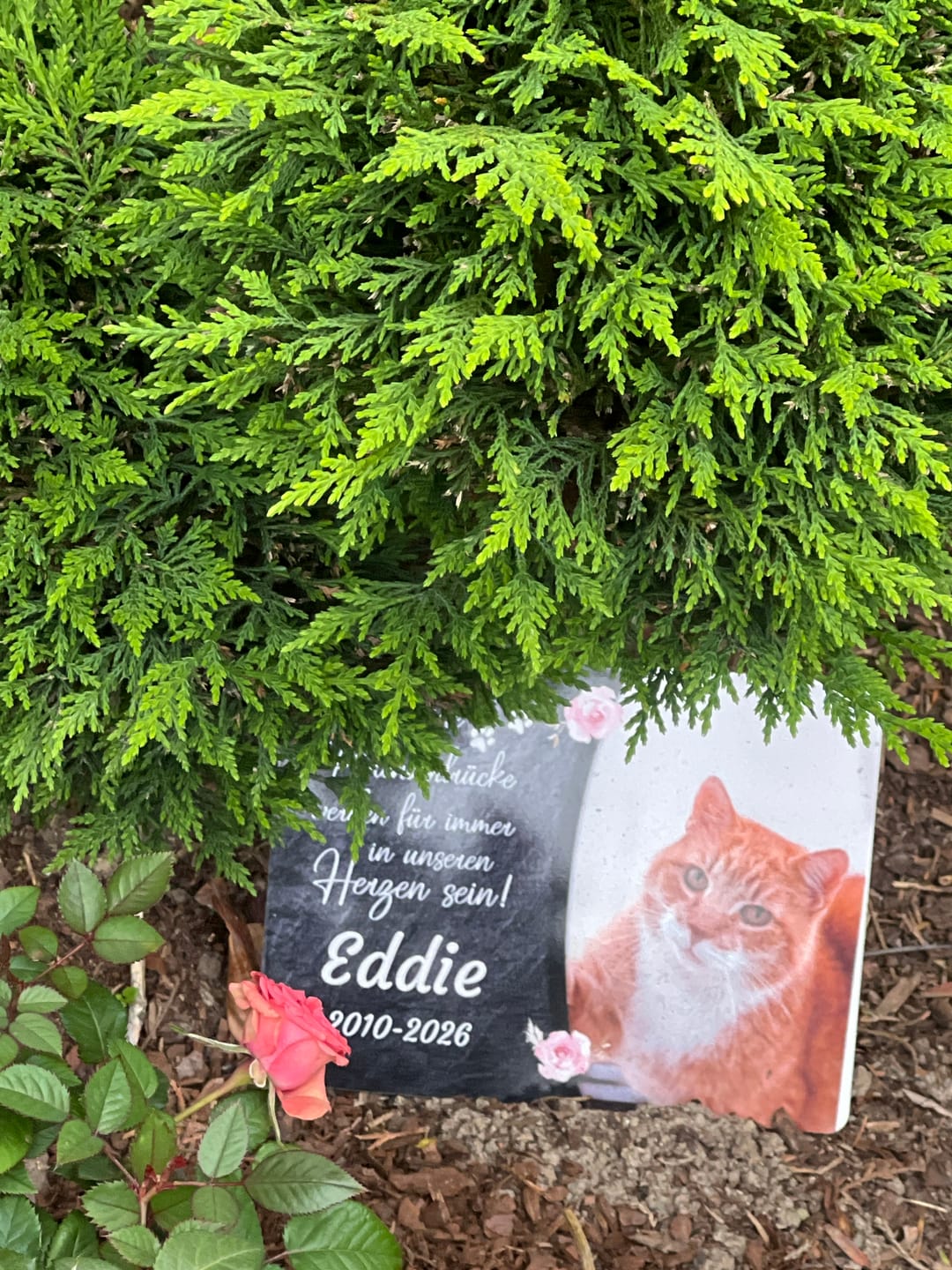 Customer photo review of Katzen Gedenktafel mit Foto & Spruch (UV- & Wetterfest)