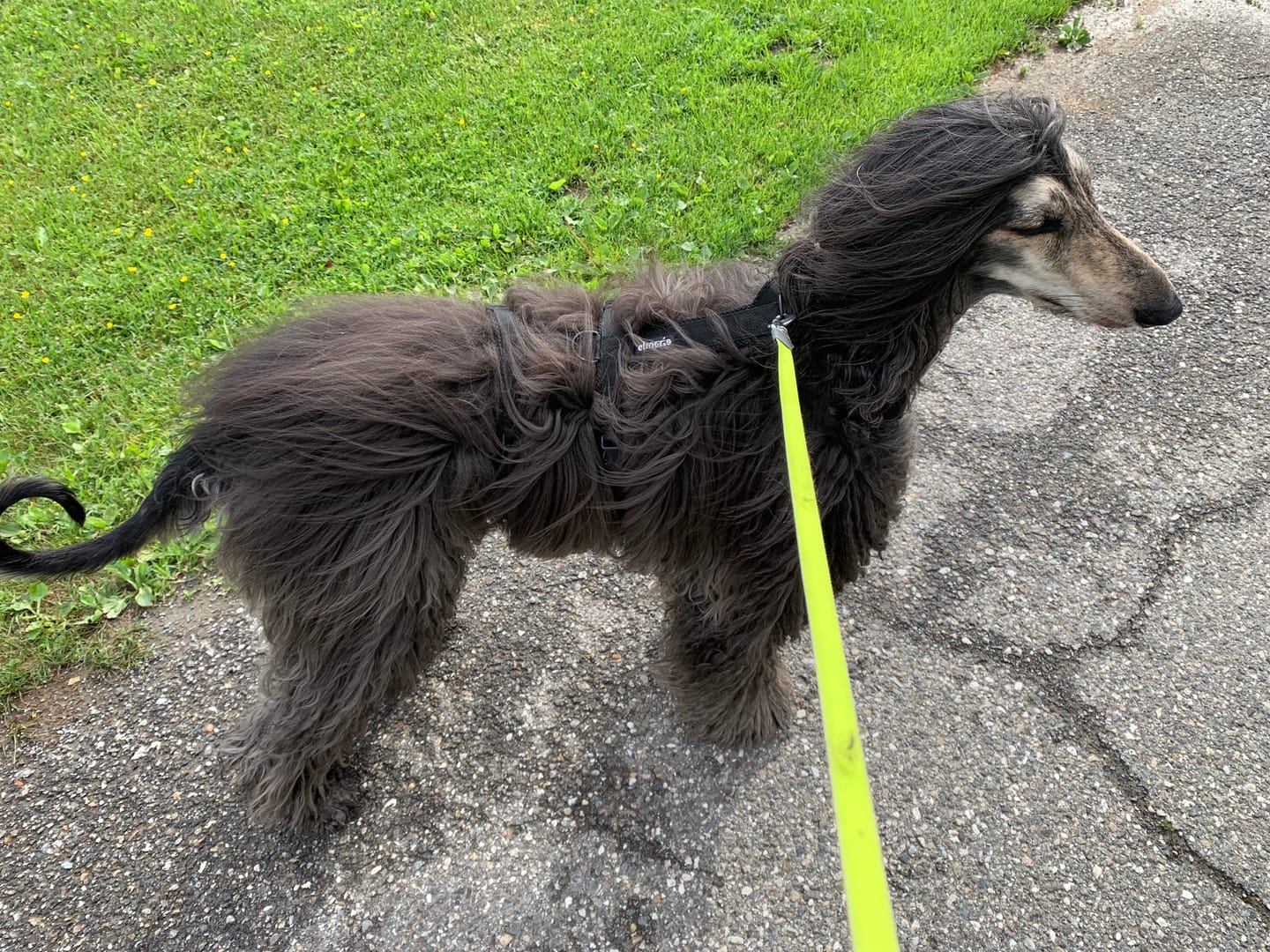 Customer photo review of Sicherheitsgeschirr FUN "Volcano Black"