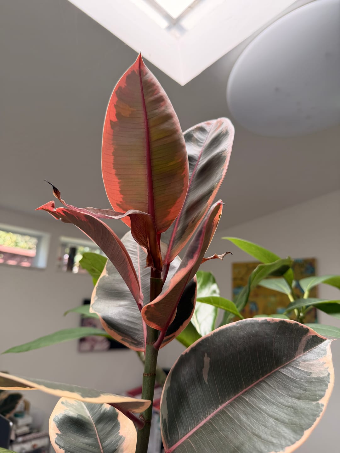 Customer photo review of Plant Food