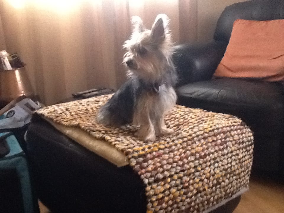 Customer photo review of Earthbones Dental Chews For Dogs