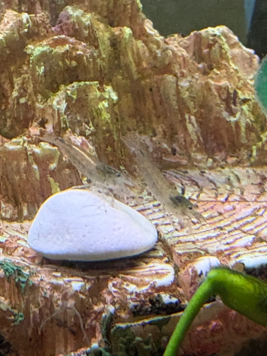 Customer photo review of Amano Shrimp