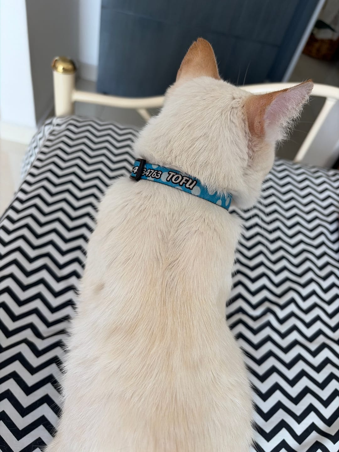 Customer photo review of Collar personalizado: Lunares