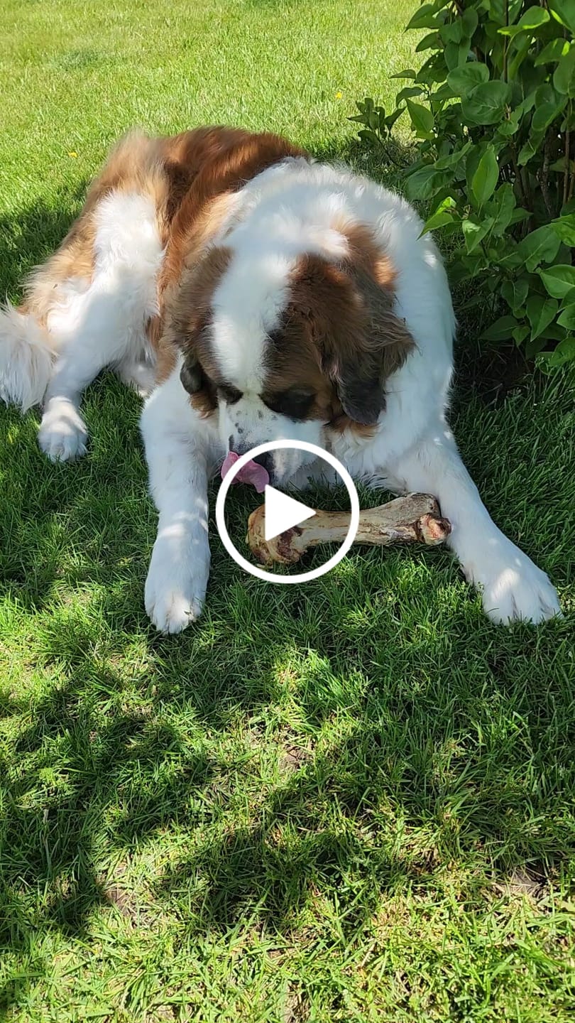 Customer video review of Ostrich Hip Bone (12" x 5"x 3”): The Durable, Flavor-Packed Chew for Medium & Large Dogs