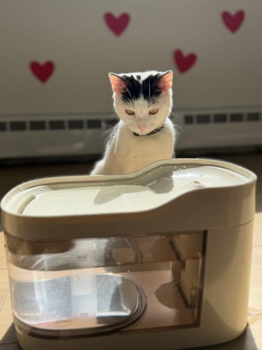 Customer photo review of Wireless Weight-Sensing Pet Fountain