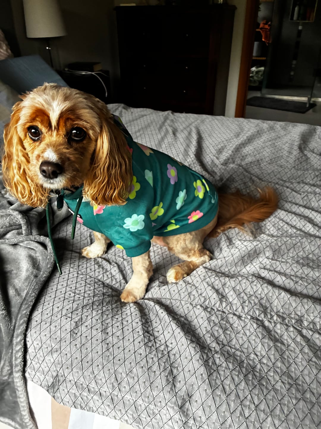 Customer photo review of Daisy Dog Hoodie - Green