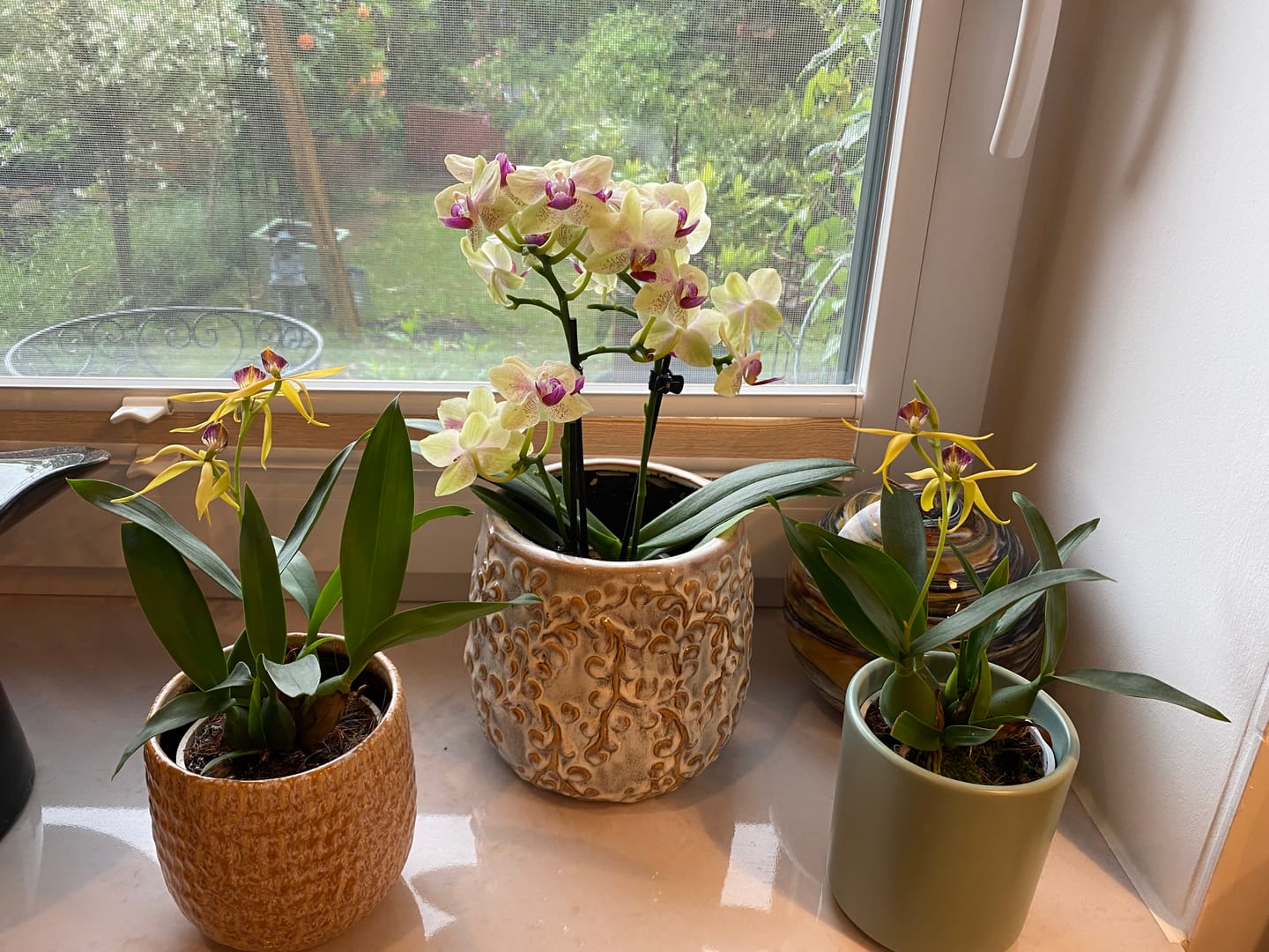 Customer photo review of Encyclia Jasper mit orange-gelben Blüten und 1+Rispen