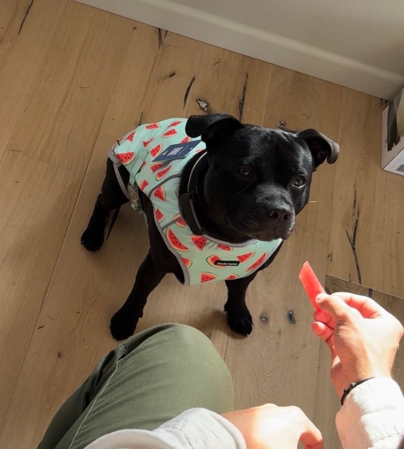Customer photo review of Dog Cooling Vest - Watermelon
