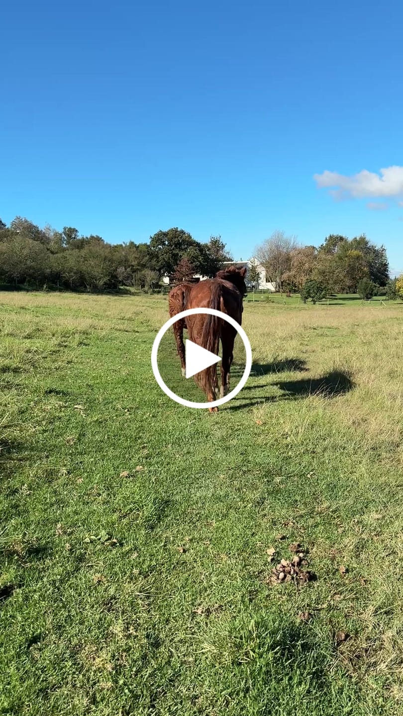 Customer video review of Flexcare Equine (Joint Supplement For Horses)
