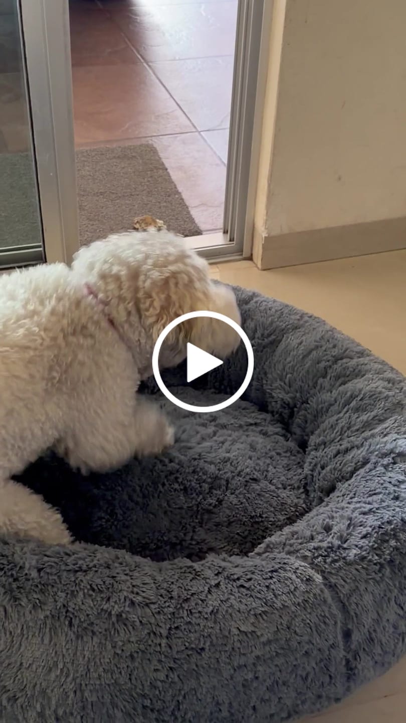 Customer video review of Cama Antiestrés para Perros
