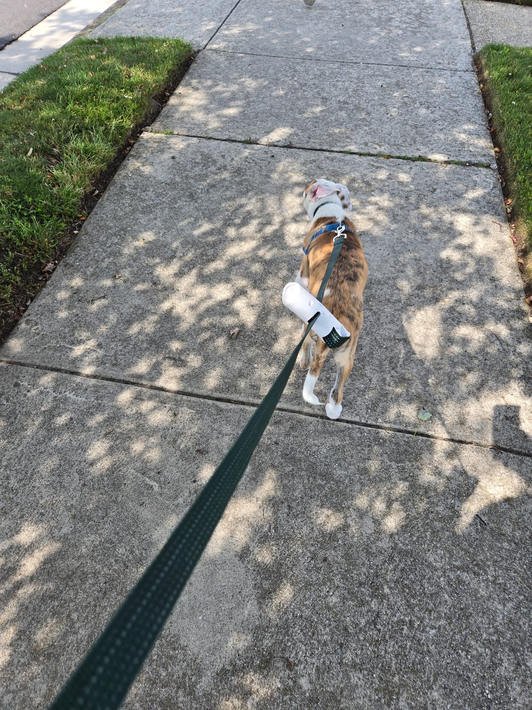 Customer photo review of Quick-Control™ Dog Leash with Adjustable Second Grip