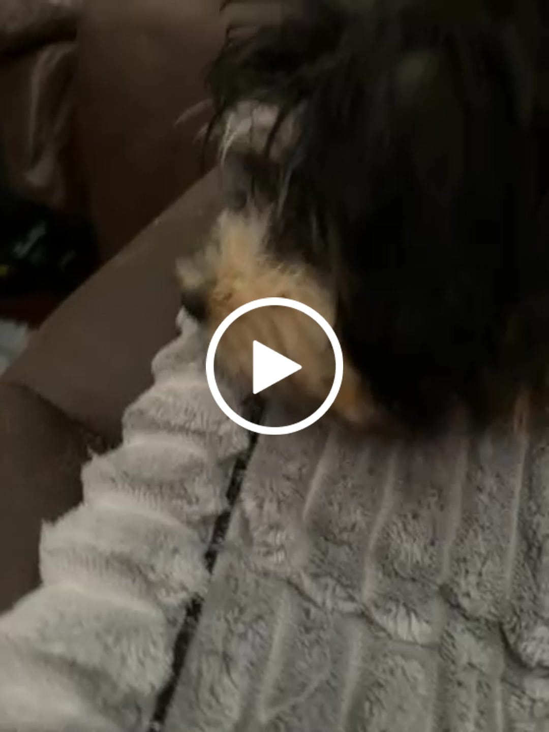 Customer video review of Pumpkin Yak Chews