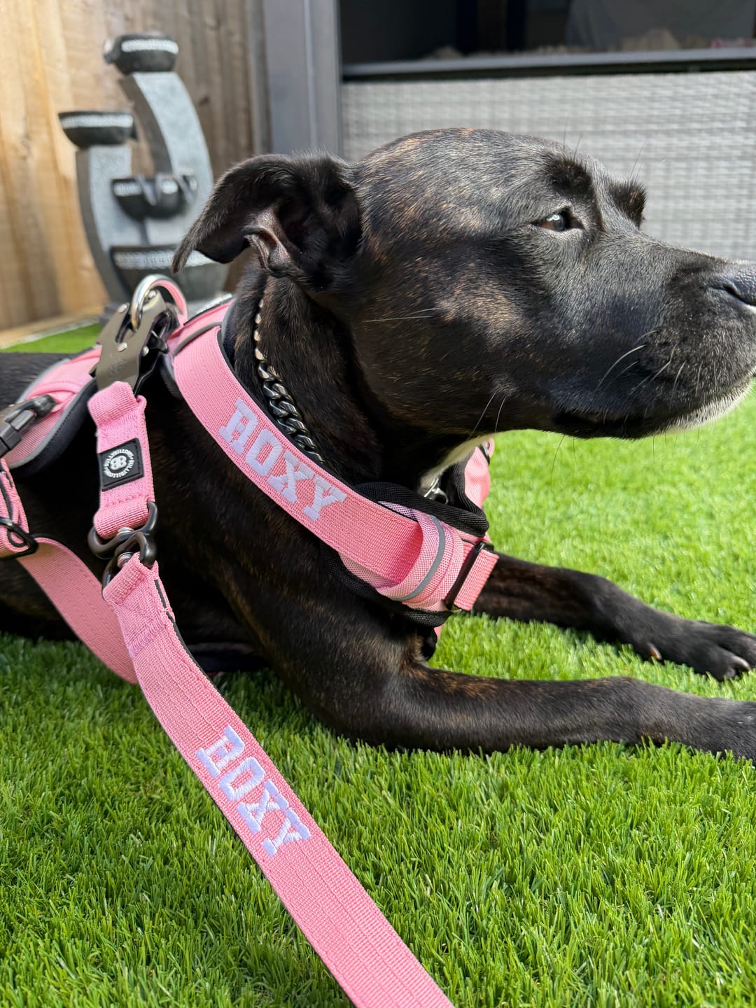 Customer photo review of 1.4m Swivel Combat Lead | Anti-Tangle & Secure Clip - Pink
