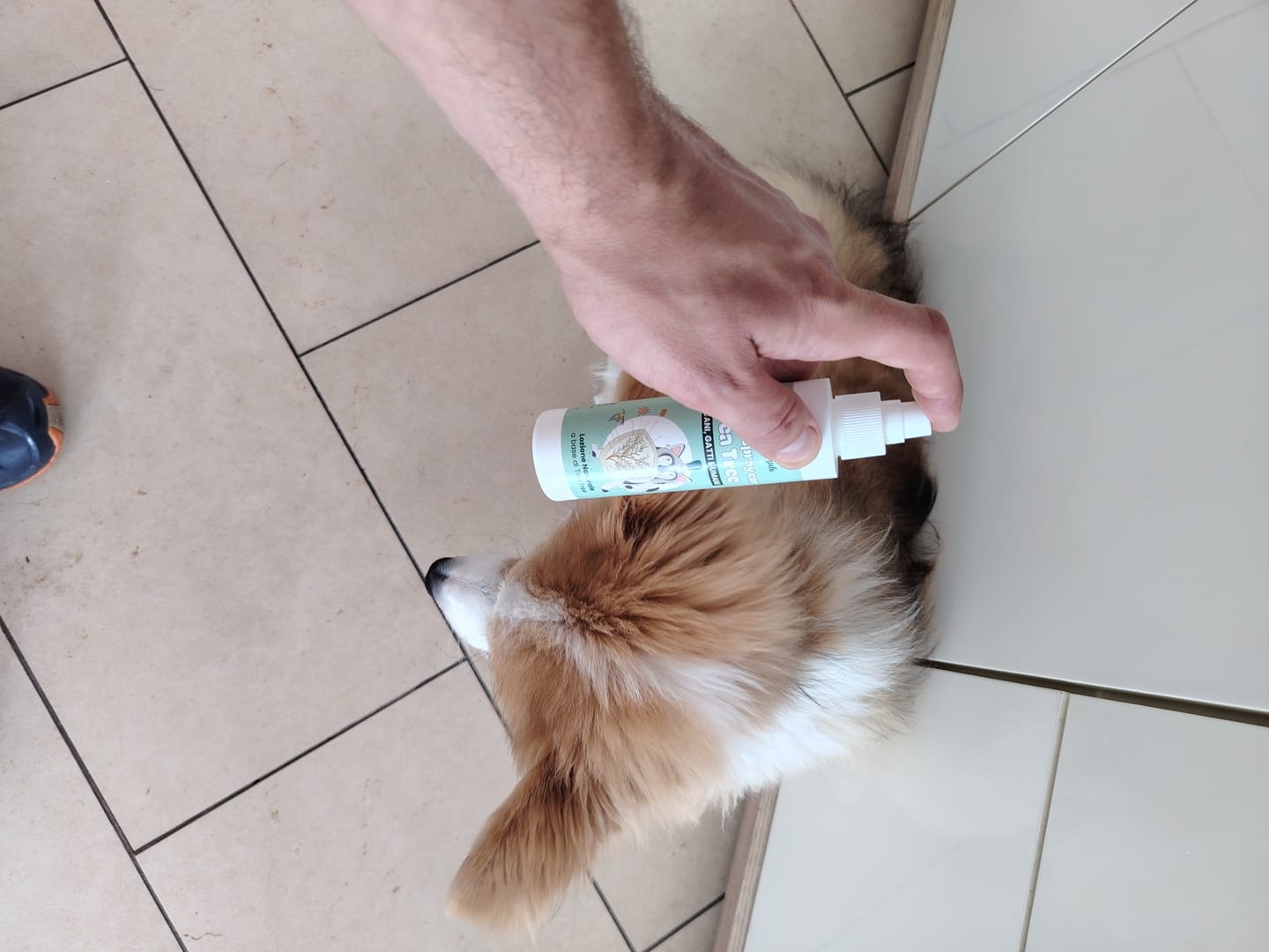 Customer photo review of SCUDOSPRAY cani, gatti e umani - scudo naturale contro insetti