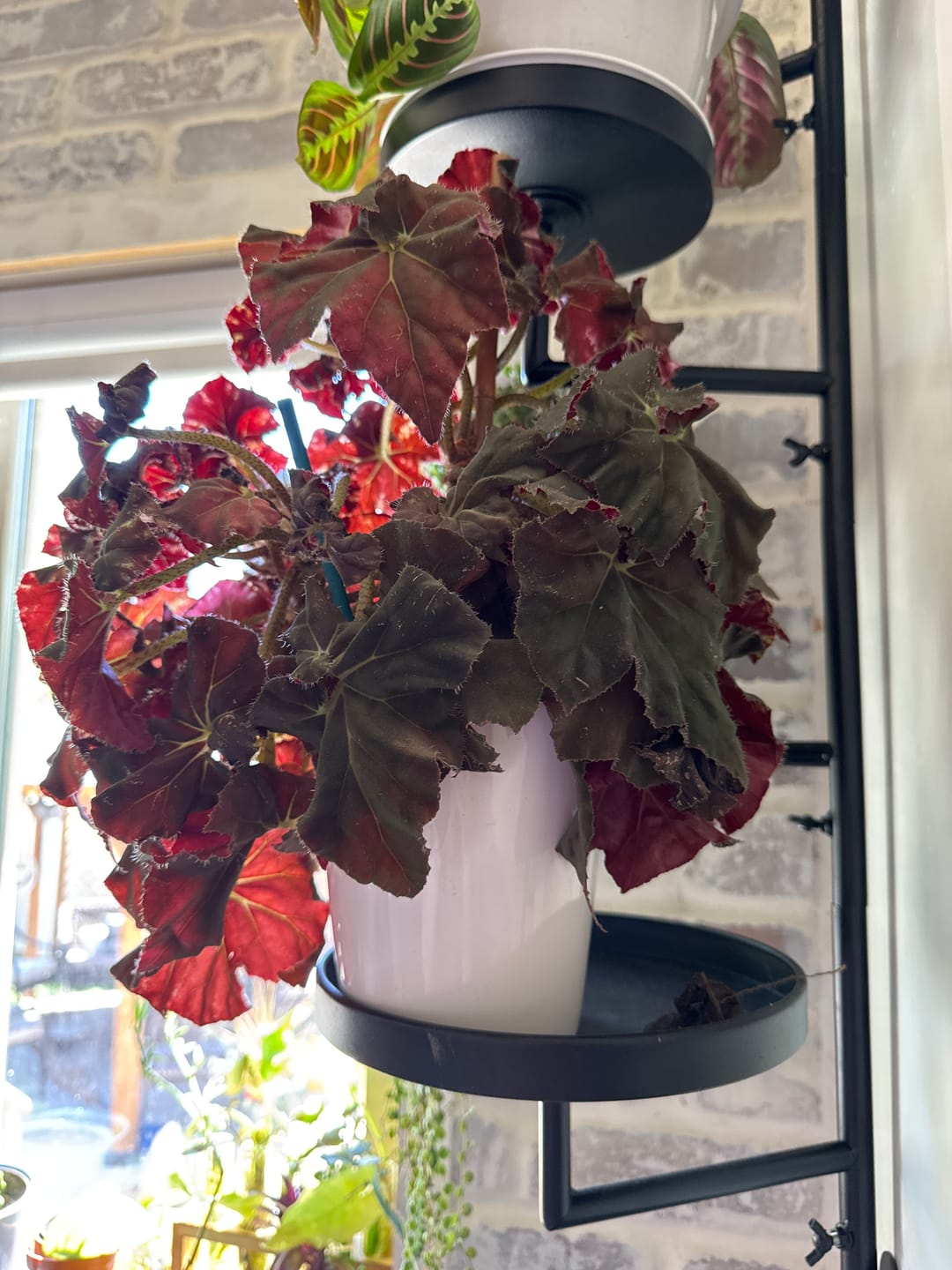 Customer photo review of Plant Food