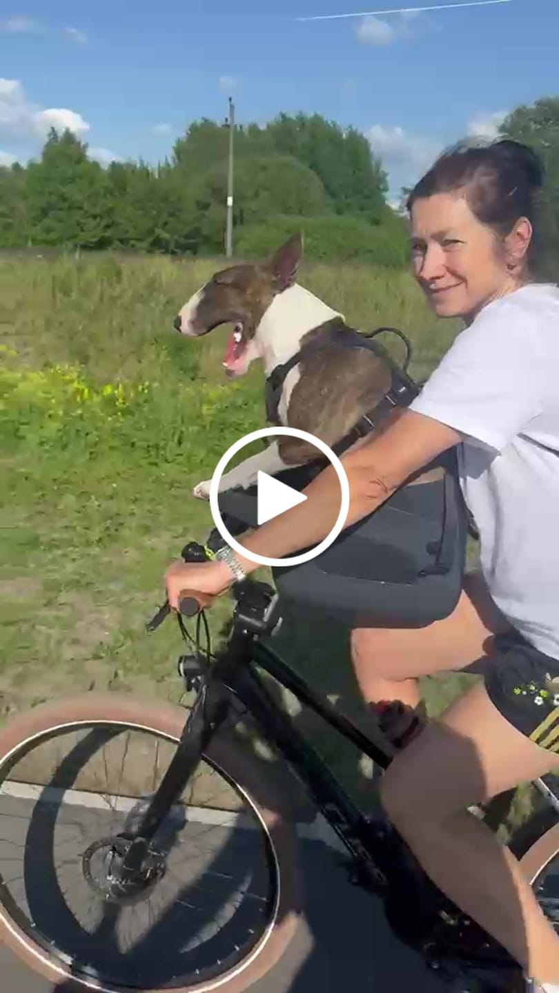 Customer video review of Kvisp Dog Bike Carrier