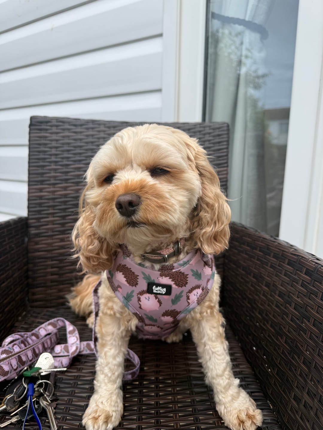Customer photo review of Adjustable Dog Harness - In A Prickle