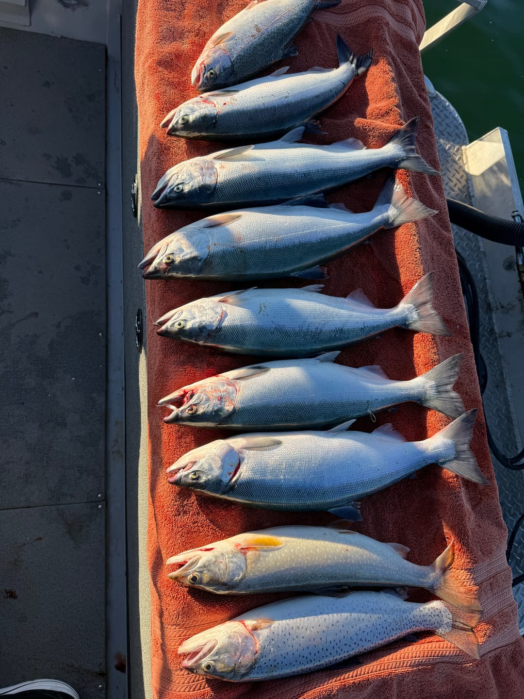 Customer photo review of Hawken Simon Hot Tails - 2 Pack