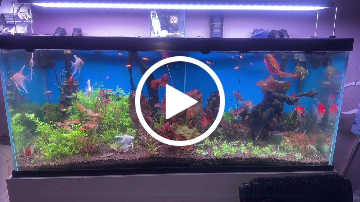Customer video review of Red Devil Angelfish