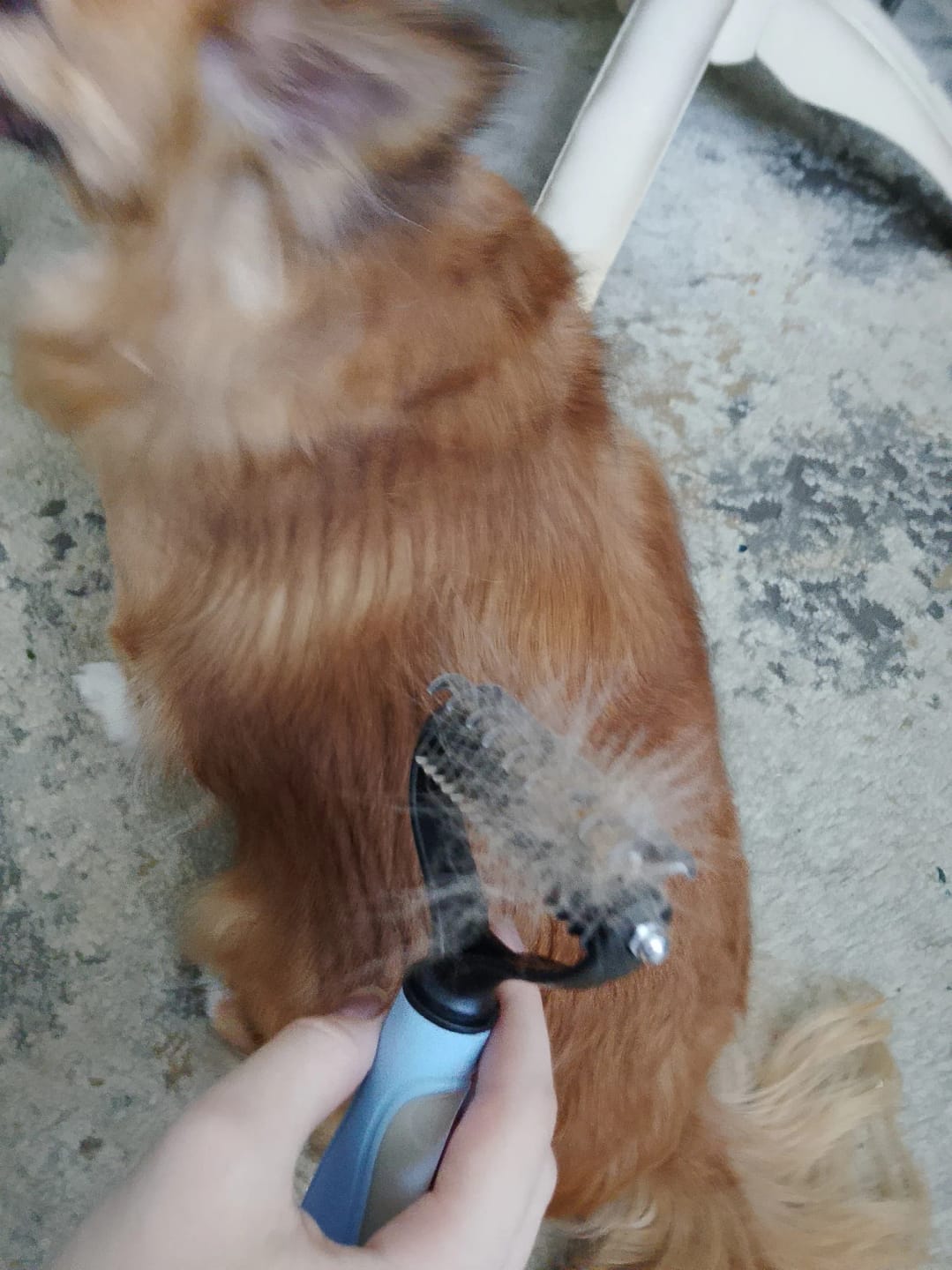 Customer photo review of Double-Sided Dog Dematting Comb & Deshedding Tool for Dogs & Cats