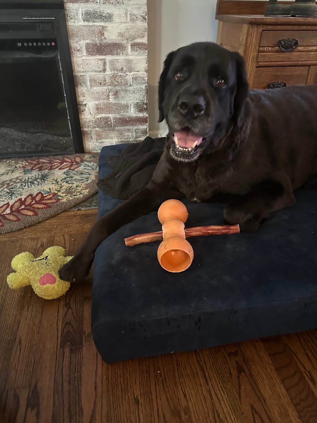 Customer photo review of 12 Inch Monster Bully Stick