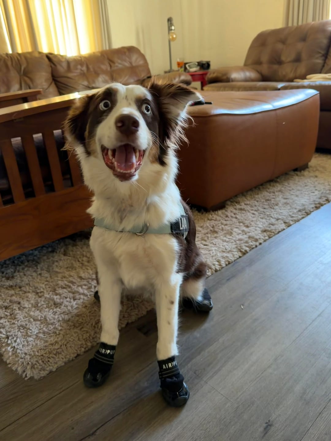 Customer photo review of AIR PUP DOG SHOES - SET OF 4