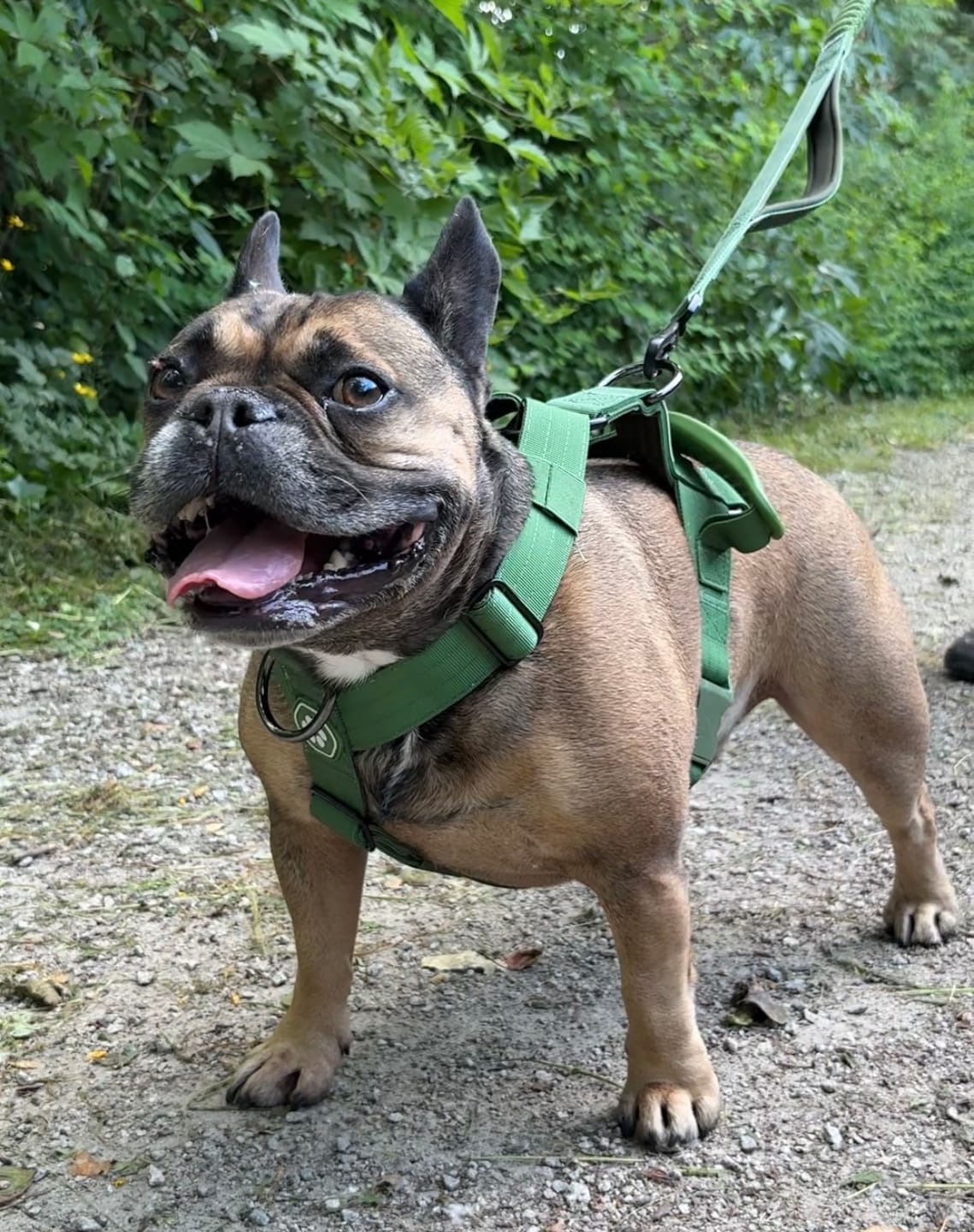 Customer photo review of Comfort Control No-Pull Dog Harness and Multipurpose Leash Set - Green