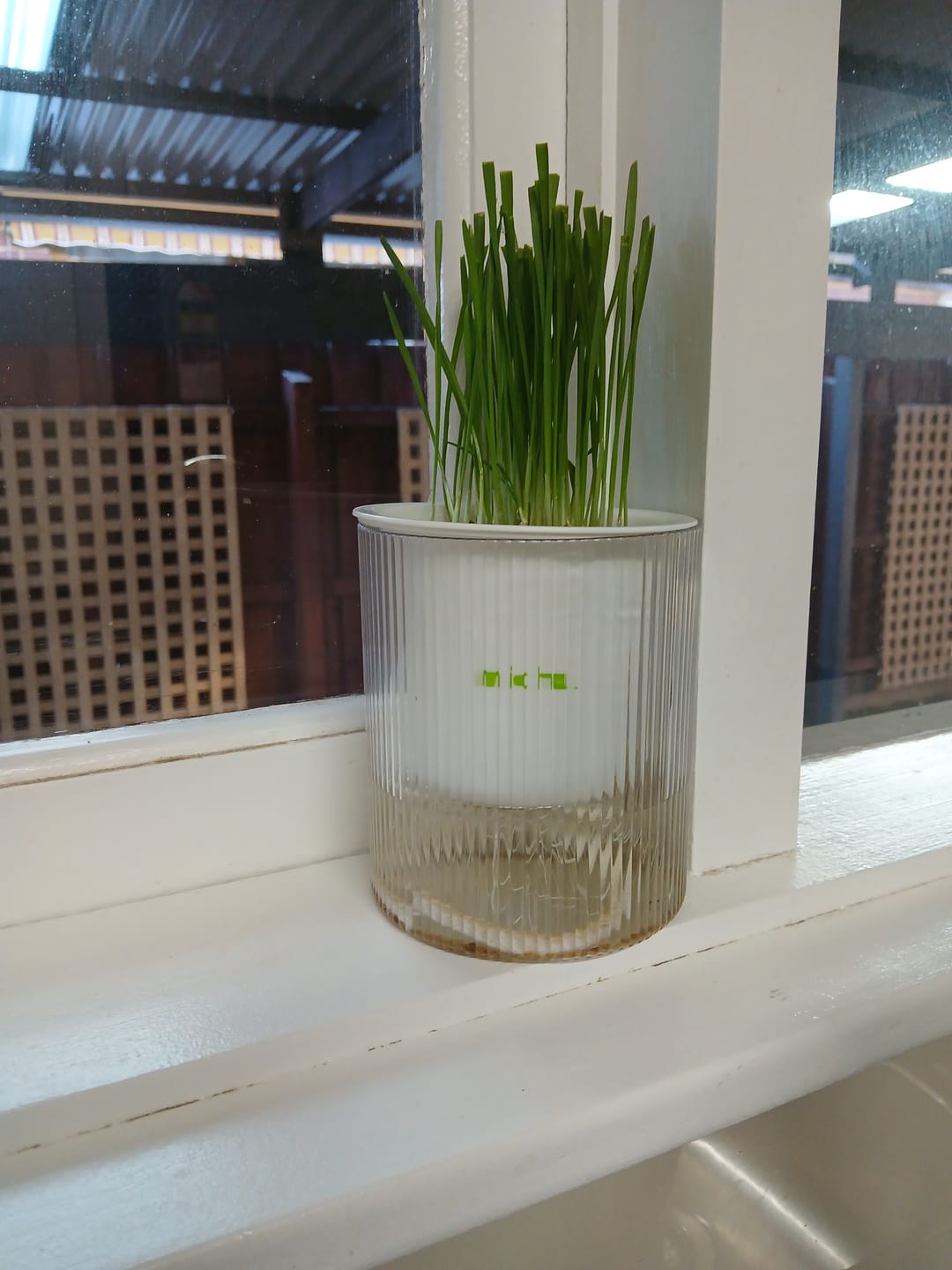 Customer photo review of MICHU All-in-One Soil-Free Cat Grass Grow Kit with Australian Seed and Mulch, Made in Australia