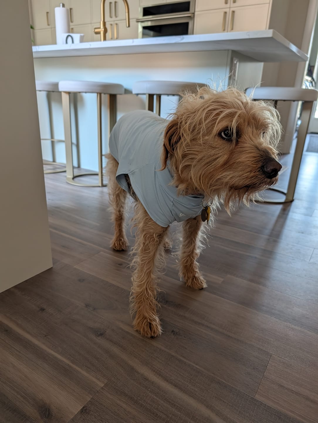 Customer photo review of Sunblock Dog T-Shirt - Blue
