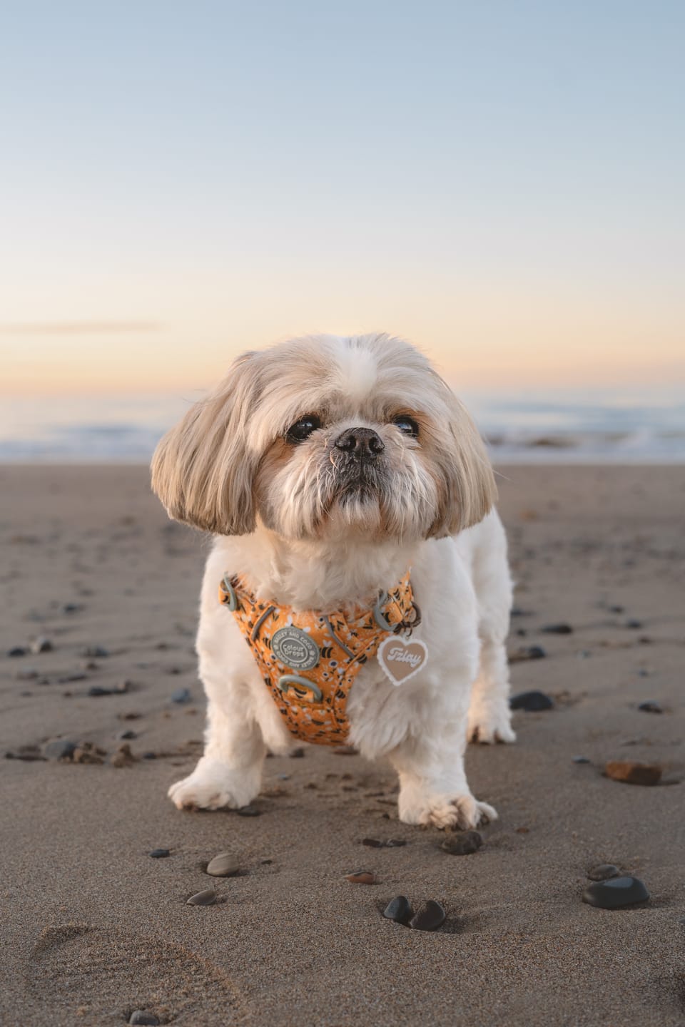 Customer photo review of Dog Harness - Colour Drops - Wanna-Bee