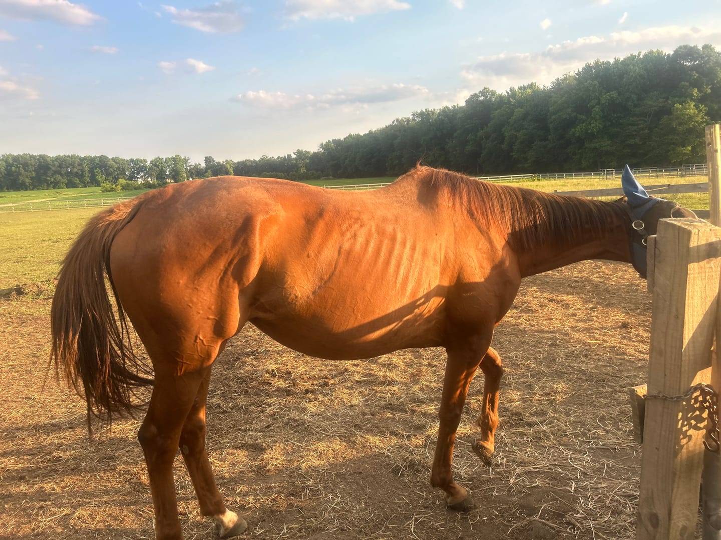 Customer photo review of Equine BioClay 5-in-1 Paste