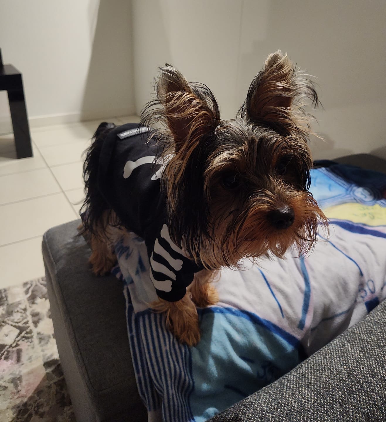 Customer photo review of "WOOF" Dog Hoodie - Black & Reflective