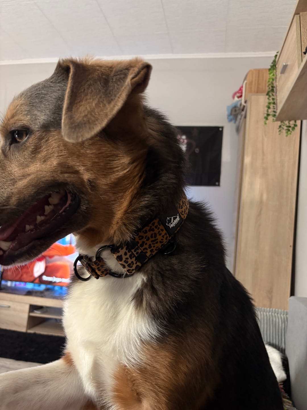 Customer photo review of Szeroka obroża półzaciskowa - Martingale Leopard