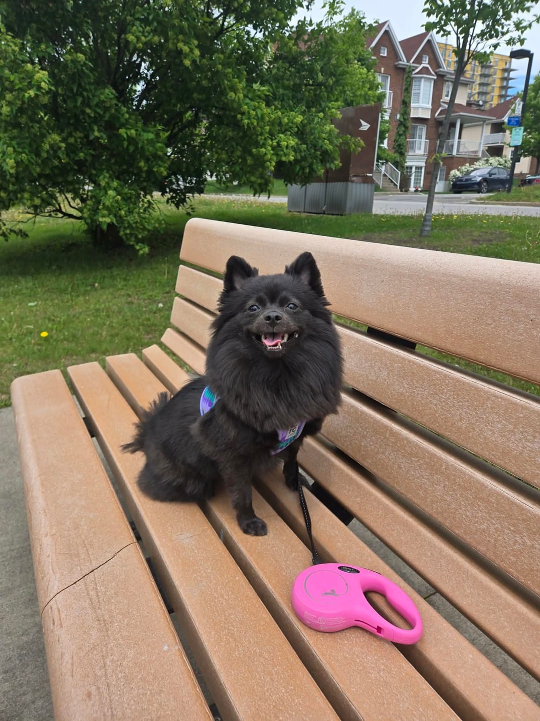 Customer photo review of Vrac Nature's Own - Bâtonnets oesophage de boeuf pour chien