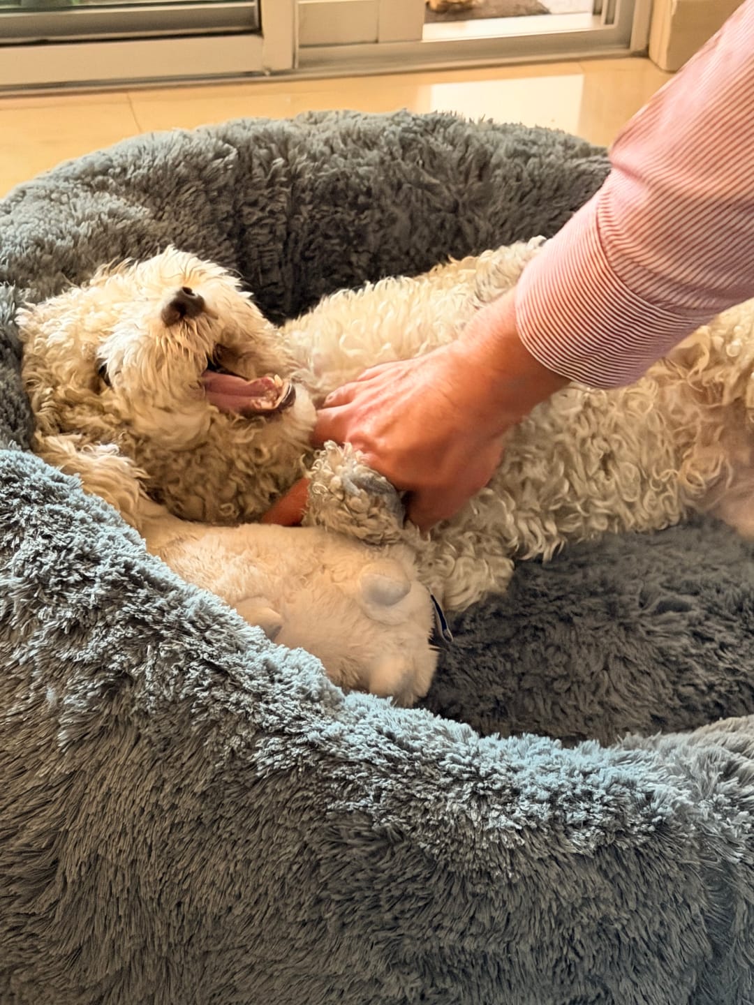 Customer photo review of Funda Lino para Cama Antiestrés para Perros