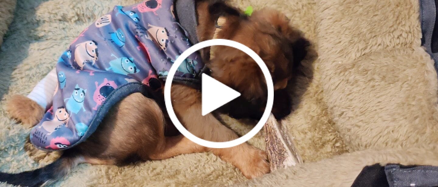 Customer video review of Asta de ciervo para perros - Principiante