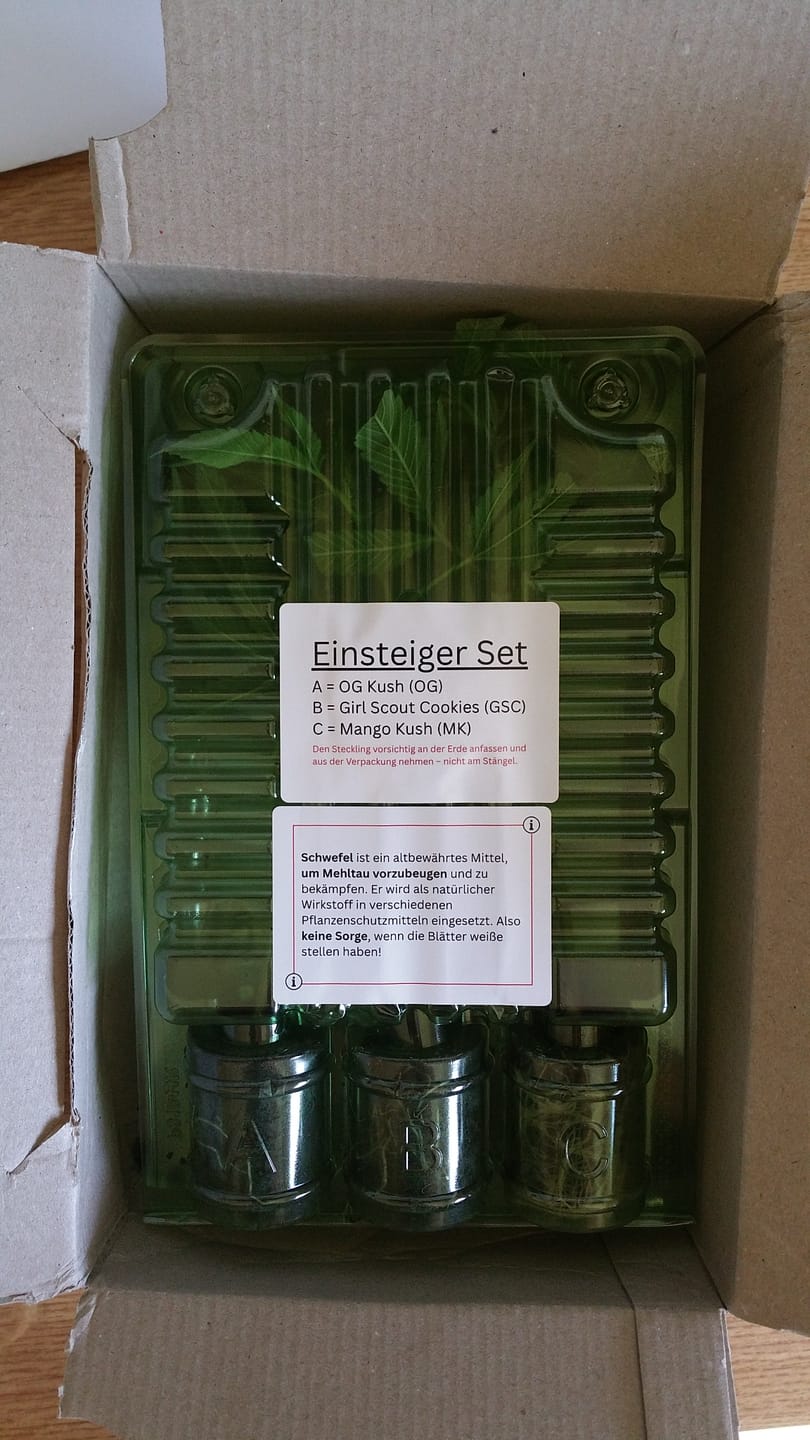 Customer photo review of Einsteiger Set THC Stecklinge