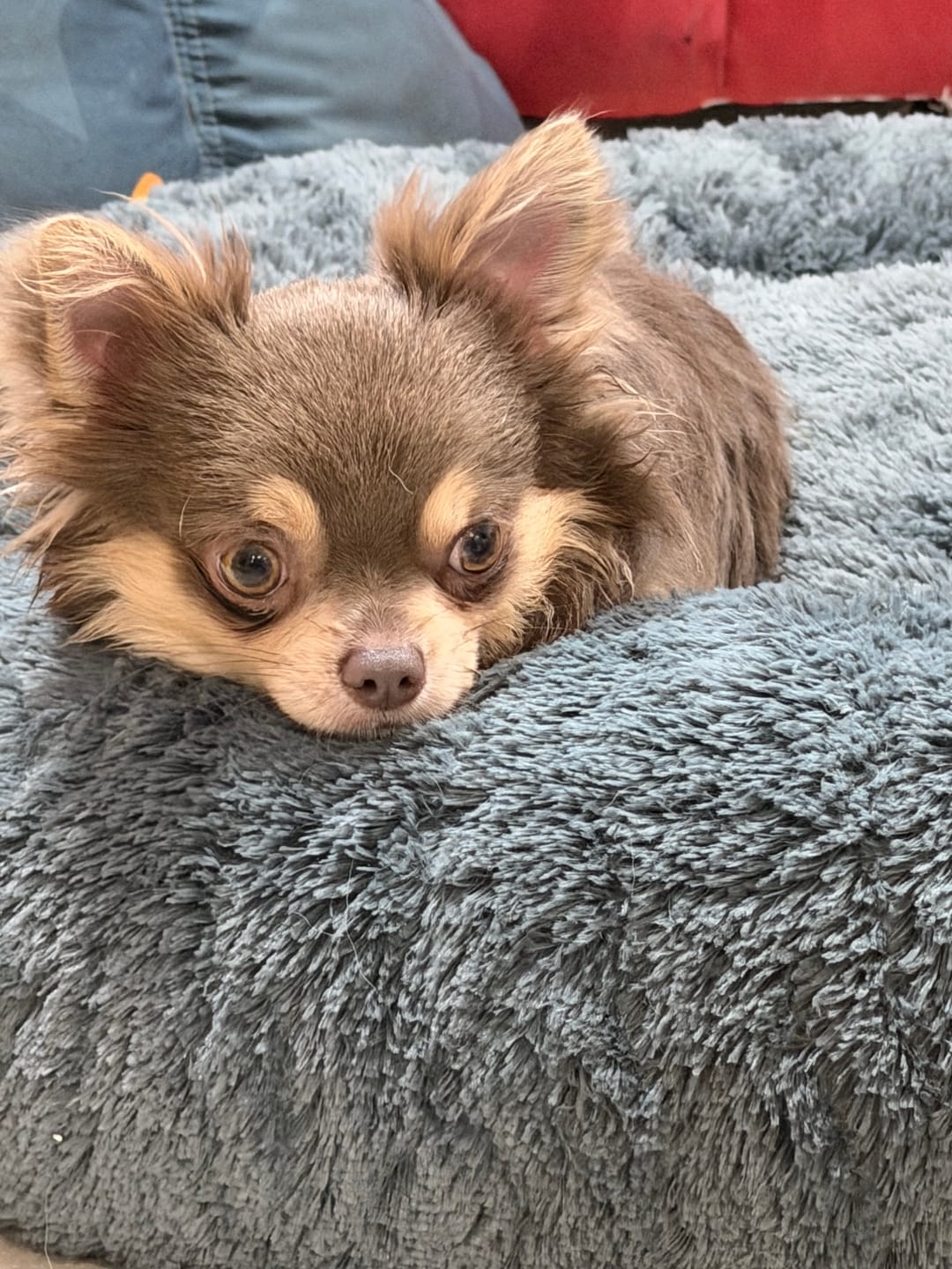 Customer photo review of Cama Antiestrés para Perros