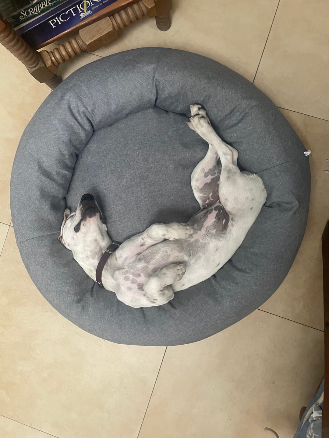 Customer photo review of Funda Lino para Cama Antiestrés para Perros