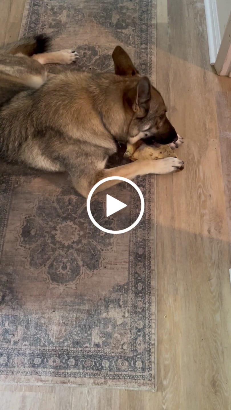 Customer video review of Chest Bone (11" x 6"x 3”): The Durable, Flavor-Packed Chew for Light and Moderate Chewers