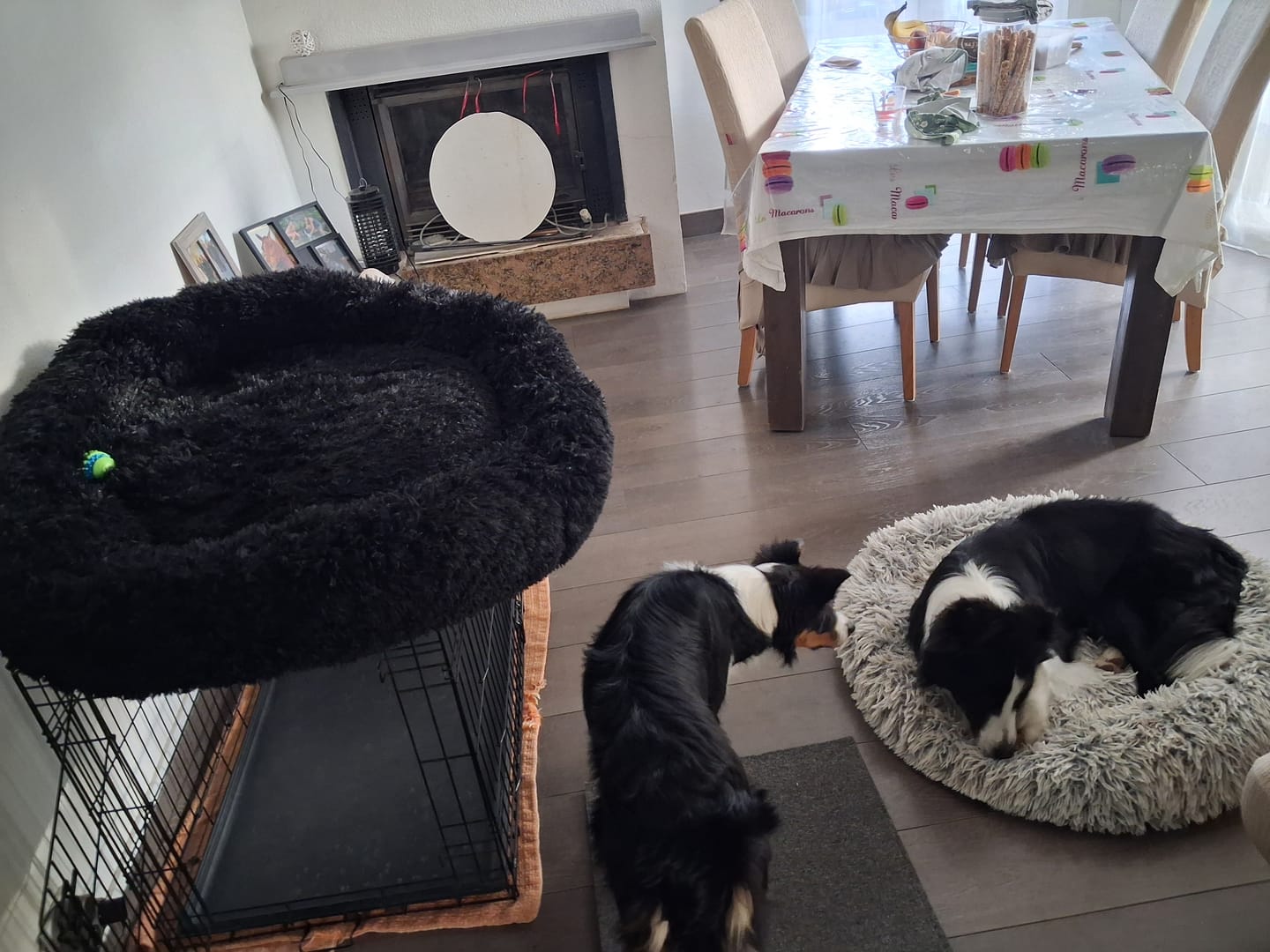 Customer photo review of Panier apaisant pour chien – dodo donut™ orthopédique &