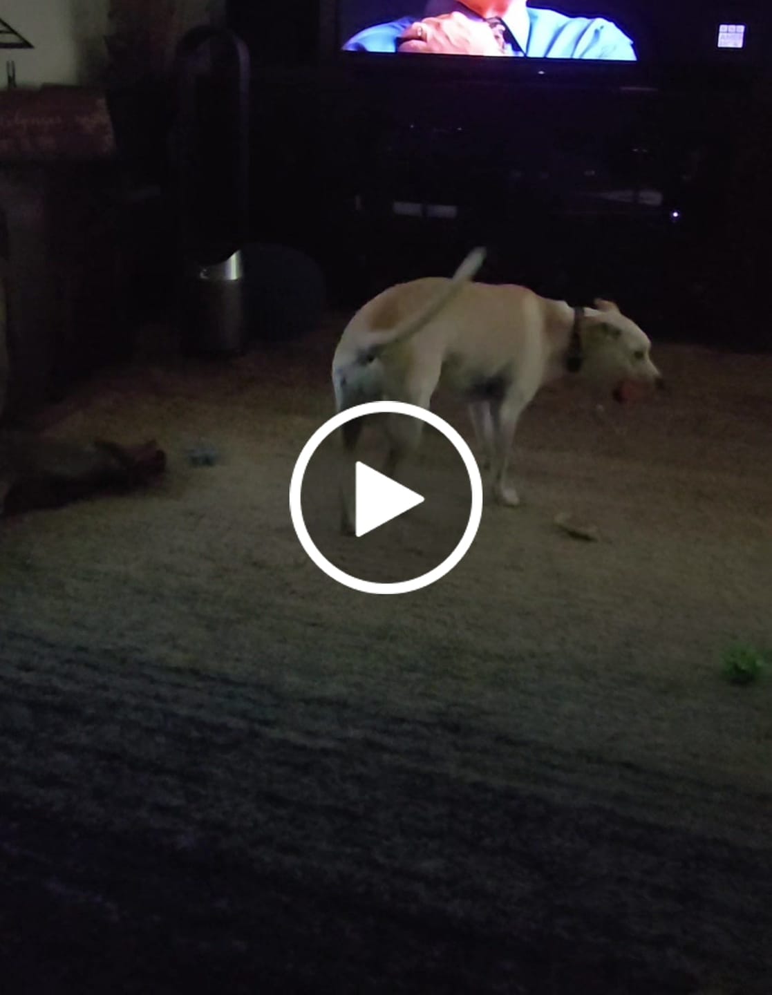 Customer video review of WUNDERball - Best Fetch Toy