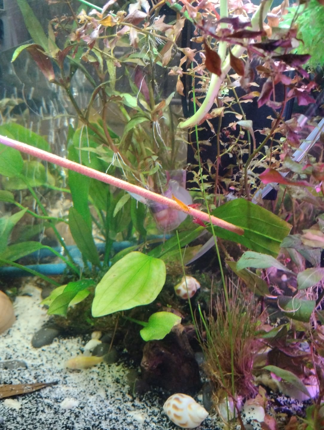 Customer photo review of Shrimp Lollies