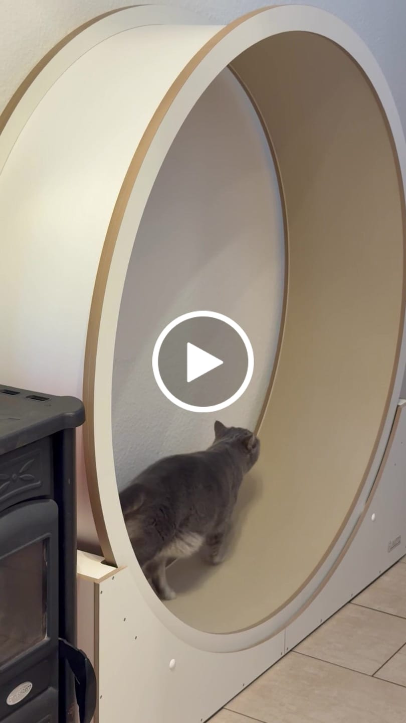 Customer video review of Elmato Katzenlaufrad Simba